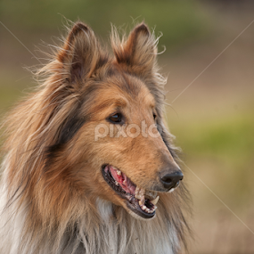 collie by Alfredo Garciaferro Macchia - Animals - Dogs Portraits