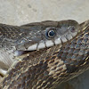 Gray rat snake