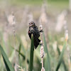 red-winged blackbird female