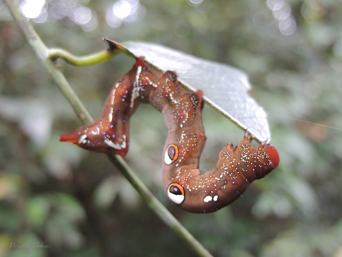 Fruit-piercing Moth caterpillar