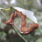 Fruit-piercing Moth caterpillar