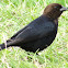 Brown-headed cowbird (male)