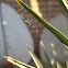 Green Lacewing eggs