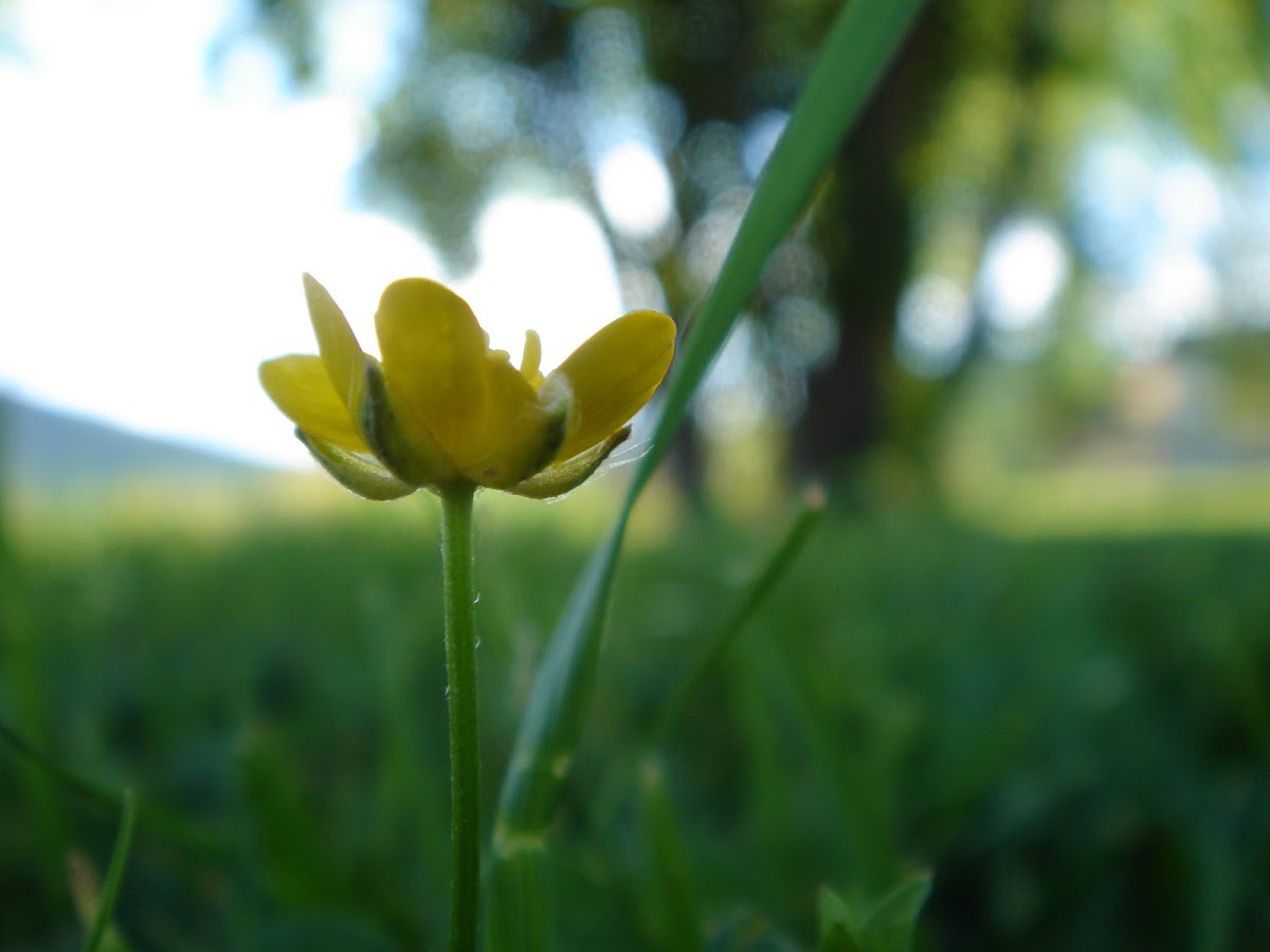 Buttercup- Ranunculus