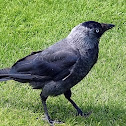 Jackdaw