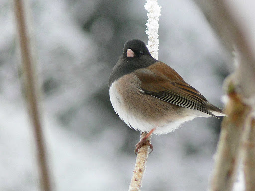 Glacier-Bay-junco - A dark-eyed junco in Glacier Bay National Park.