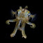 Bigfin Reef Squid