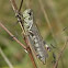 Pine tree Spur-throated Grasshopper