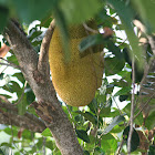 Jackfruit