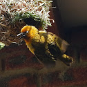 Eastern Golden Weaver