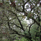 Engelmann Oak