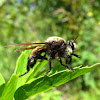 Champlain's Bee-like Robberfly