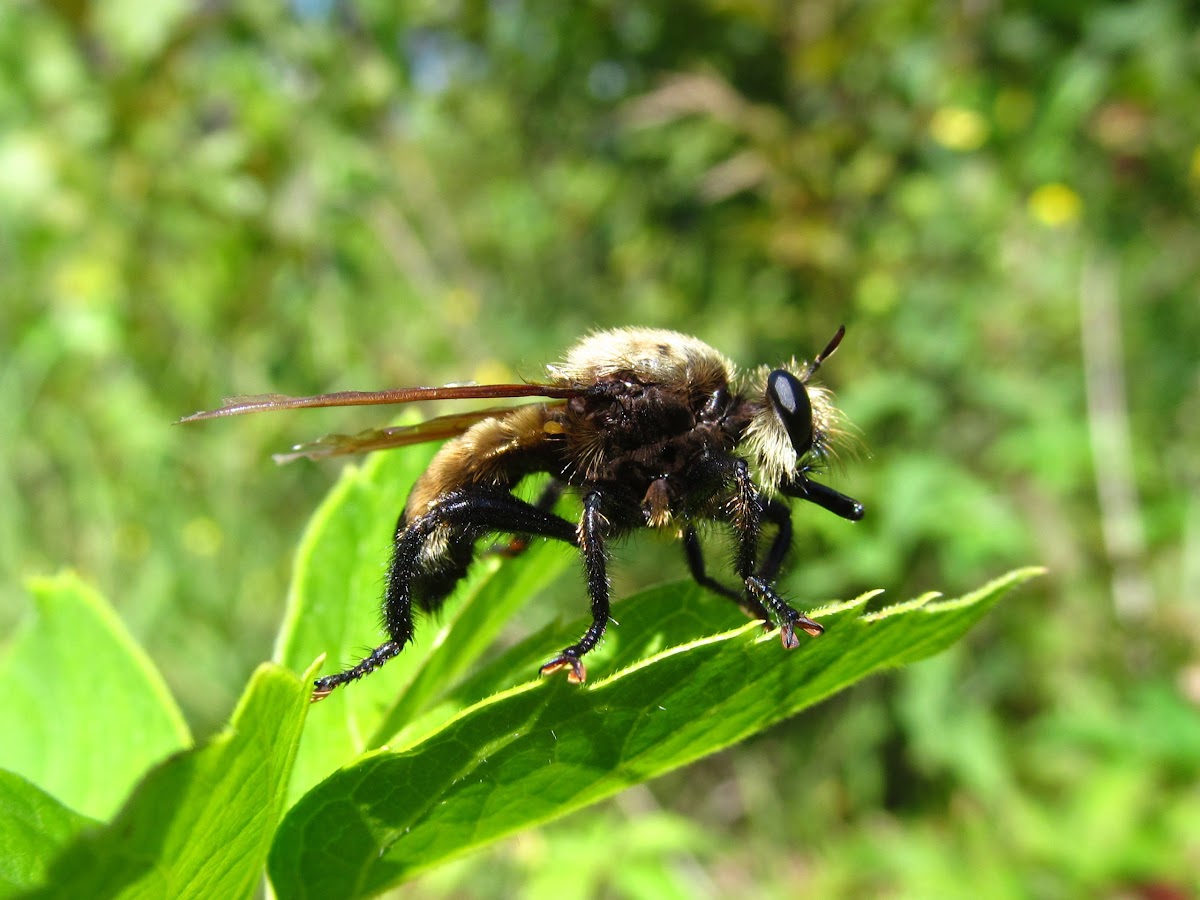 Champlain's Bee-like Robberfly