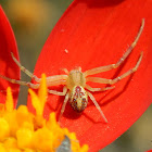 Crab spider