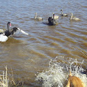 Black swan family
