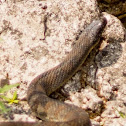 Northern Watersnake