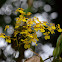 Orquídea oncidium