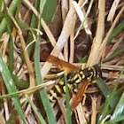 pollen wasp