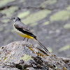 Grey Wagtail; Lavandera Cascadeña