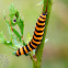 Cinnabar moth caterpillar