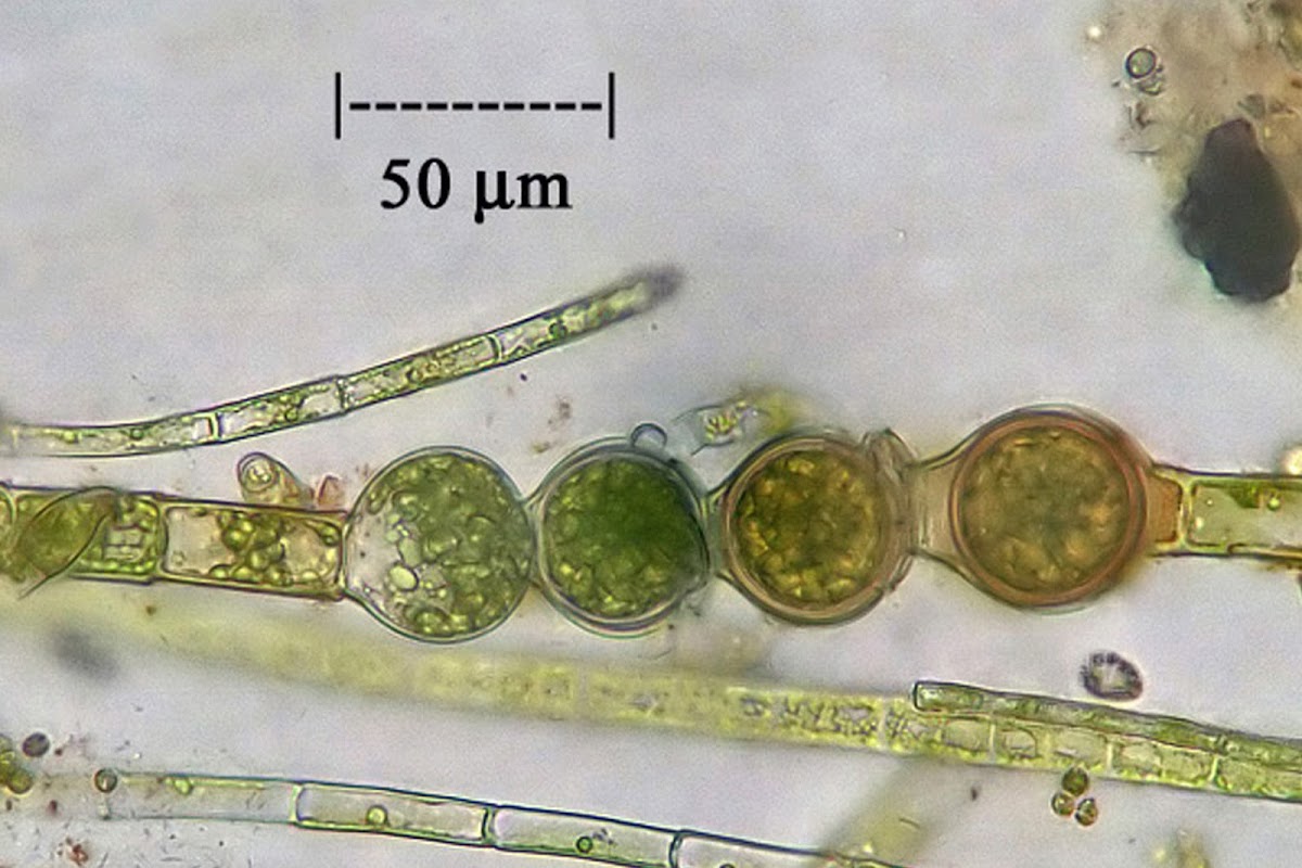 Filamentous Alga
