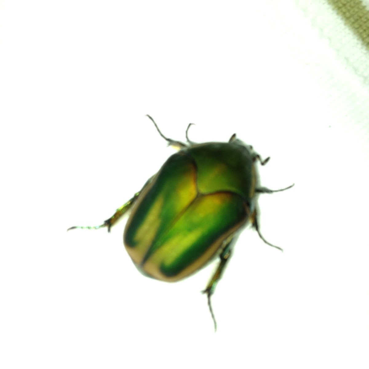 Green June Beetle