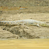 saltwater crocodile, estuarine crocodile, Indopacific crocodile