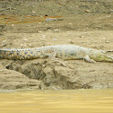 saltwater crocodile, estuarine crocodile, Indopacific crocodile