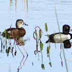Ring-necked Duck (pair)