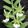 Eichler's Angraecum Orchid