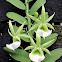 Eichler's Angraecum Orchid