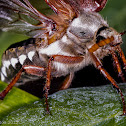 Cockchafer - May Bug