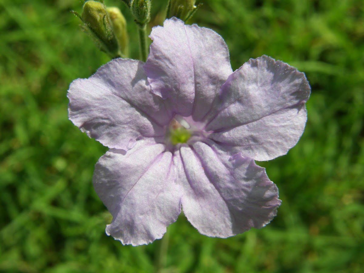 Britton's wild petunia or Mexican Bluebell