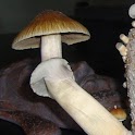 Live Trippy Shroom Wallpaper logo