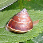 Land Snail