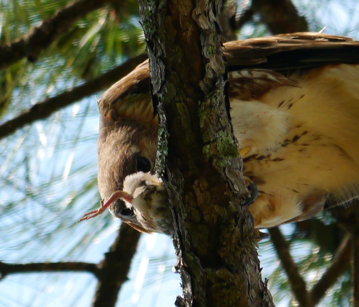 Red Tailed Hawk (with lunch video))