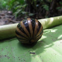 Pill millipede