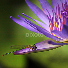 A dragon on a blue lily by Arvind Akki - Flowers Single Flower