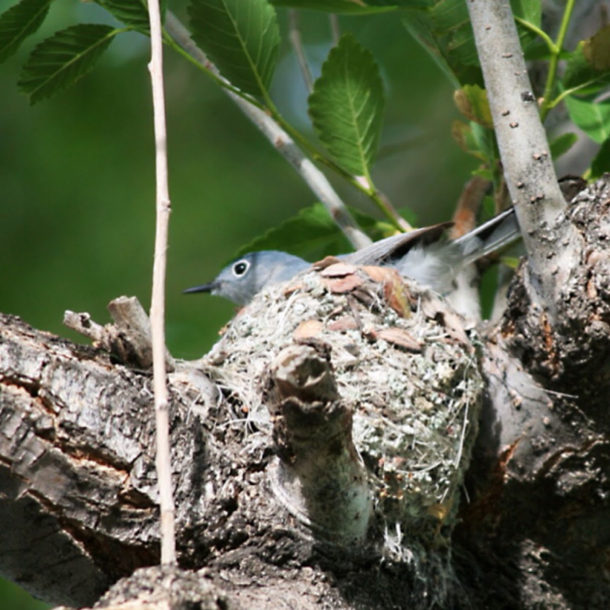 Blue-gray Gnatcatcher nest