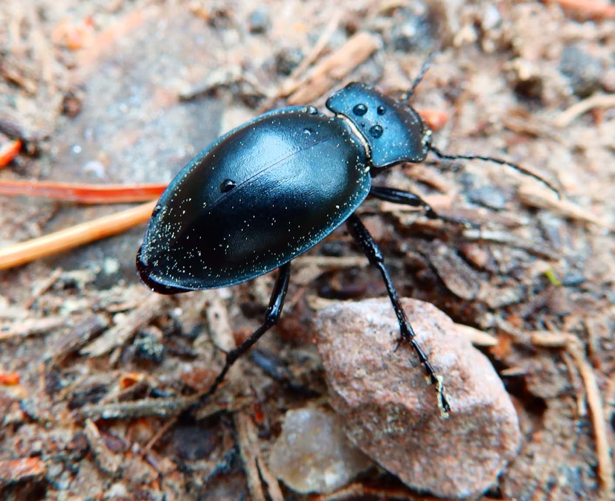 Carabus beetle