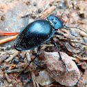 Carabus beetle