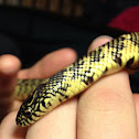Speckled King Snake