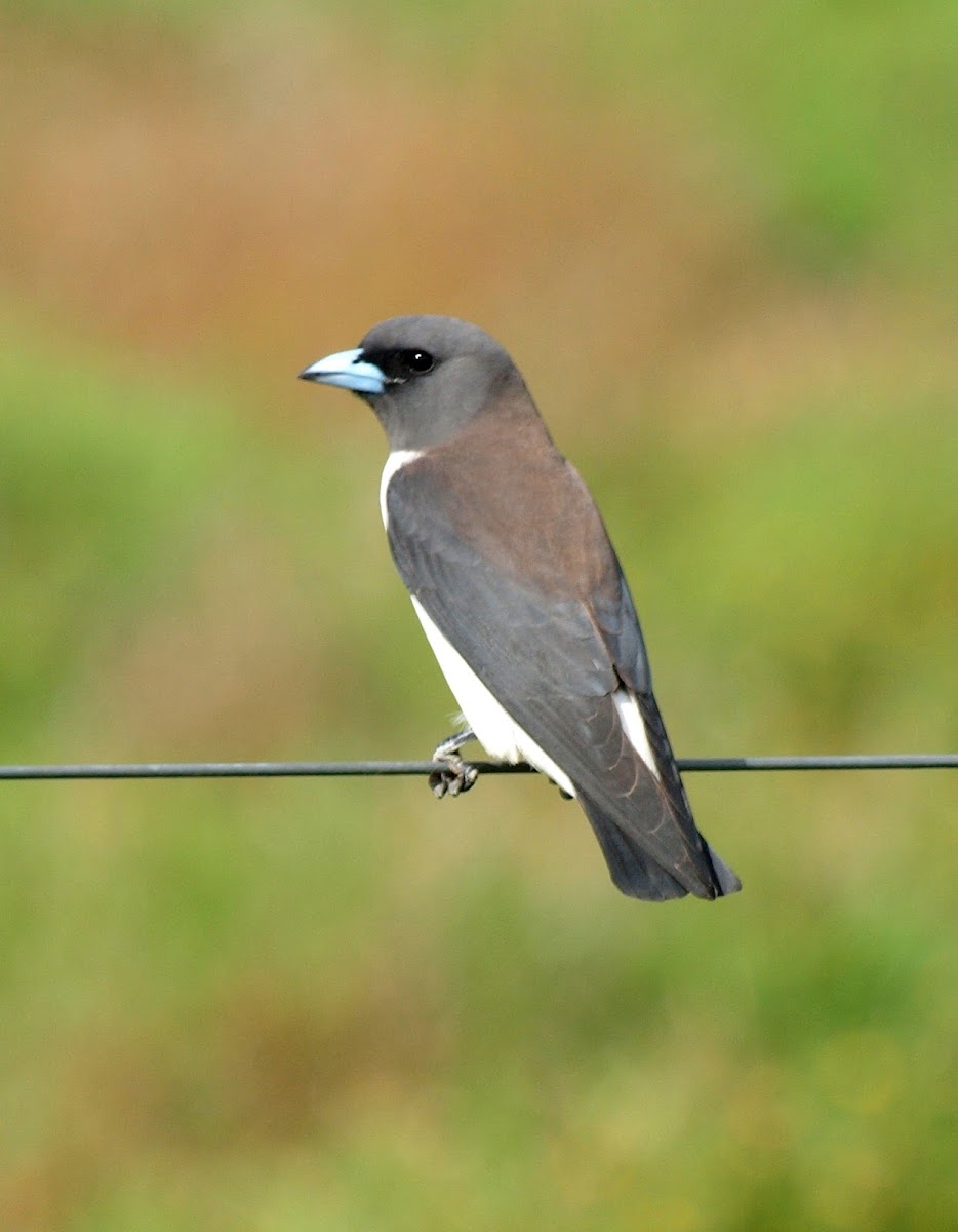 White Breasted Wood Swallow