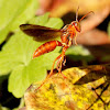 Paper wasp