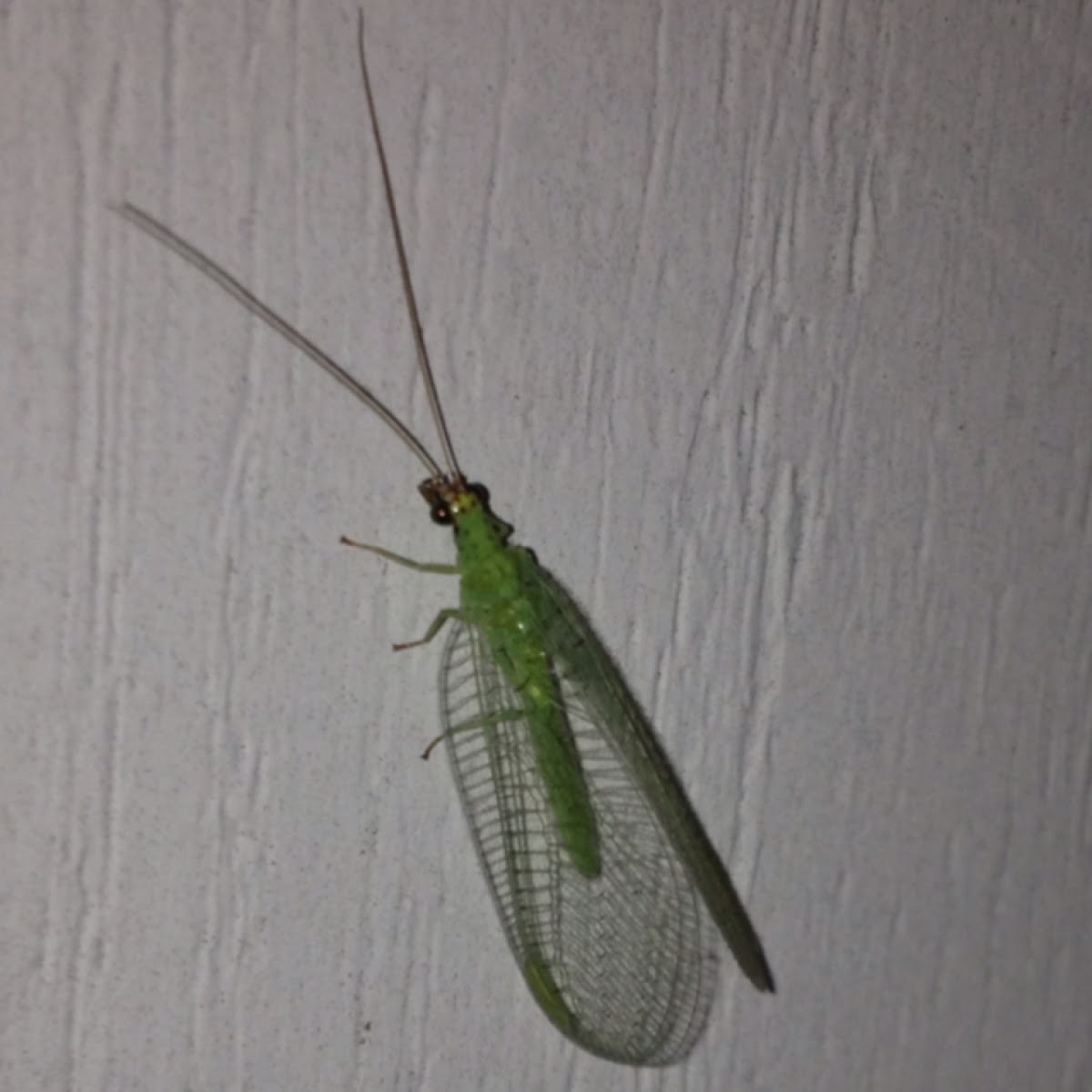 Golden-eyed Lacewing