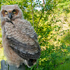 Great Horned Owl