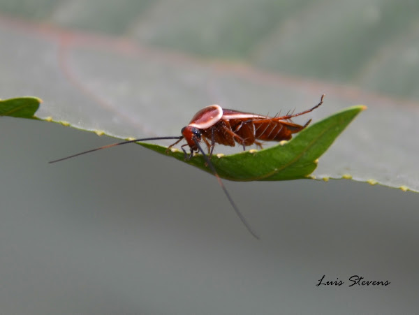 Cockroach | Project Noah