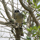 Loggerhead Shrike  Lanius ludovicianus 