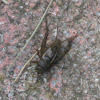 Field cricket (male)