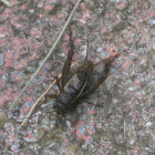 Field cricket (male)